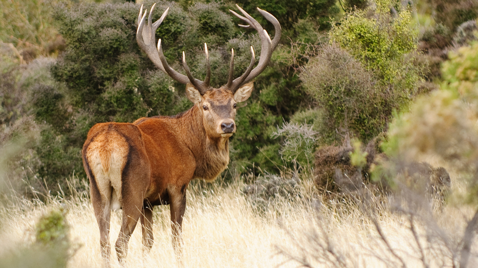 feral deer