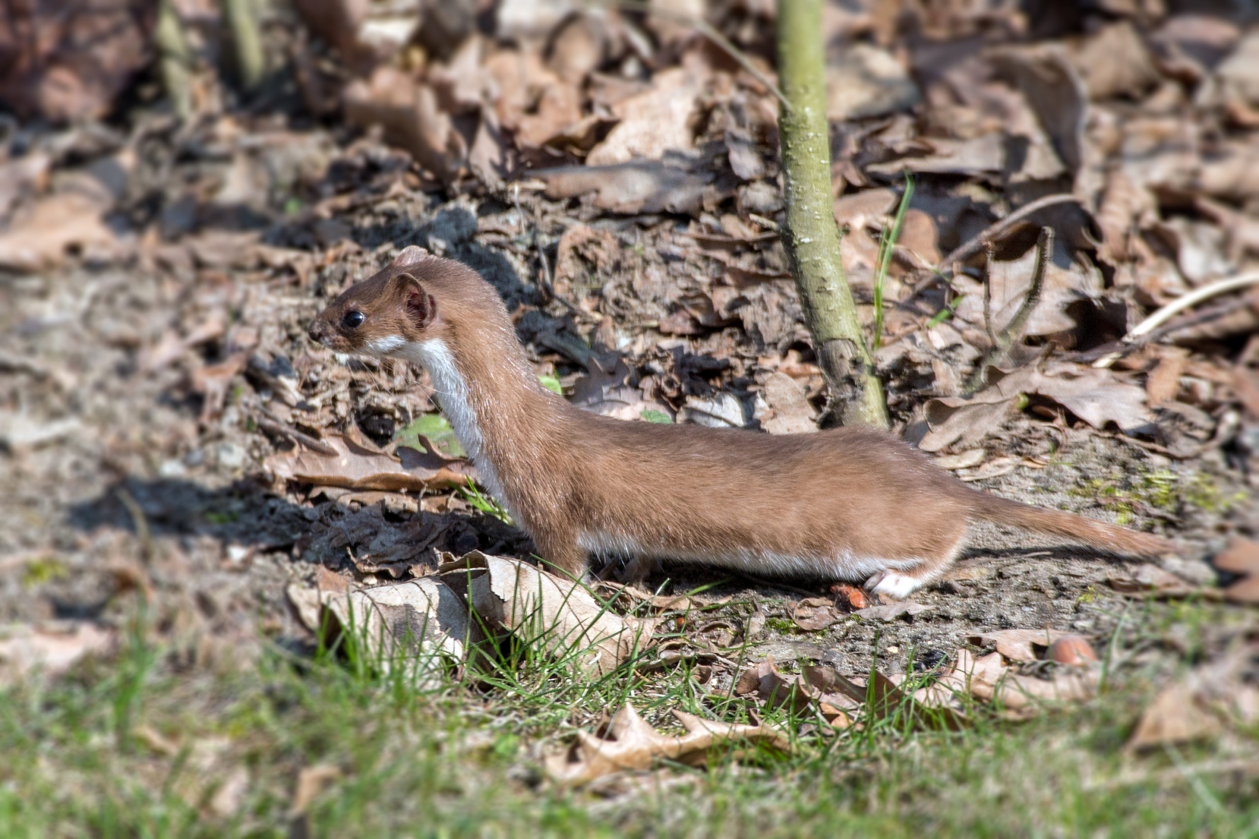 weasel