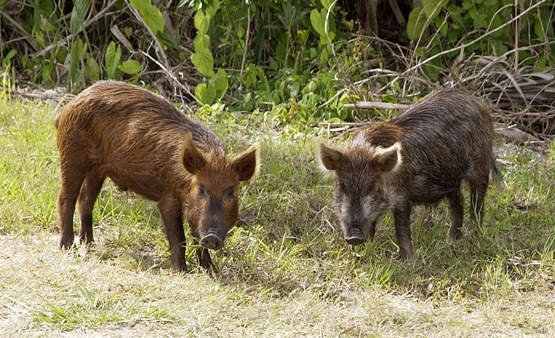 feral pigs