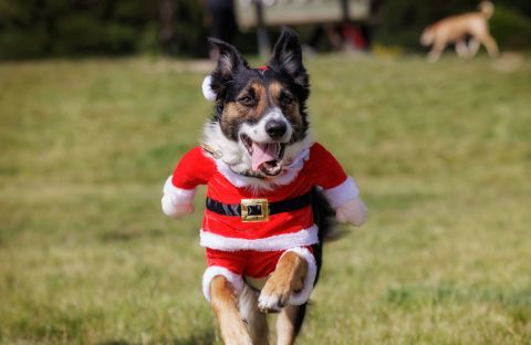 Christmas-at-the-Dog-Park-Courtesy-of-Jo-Moore-Photography.jpg