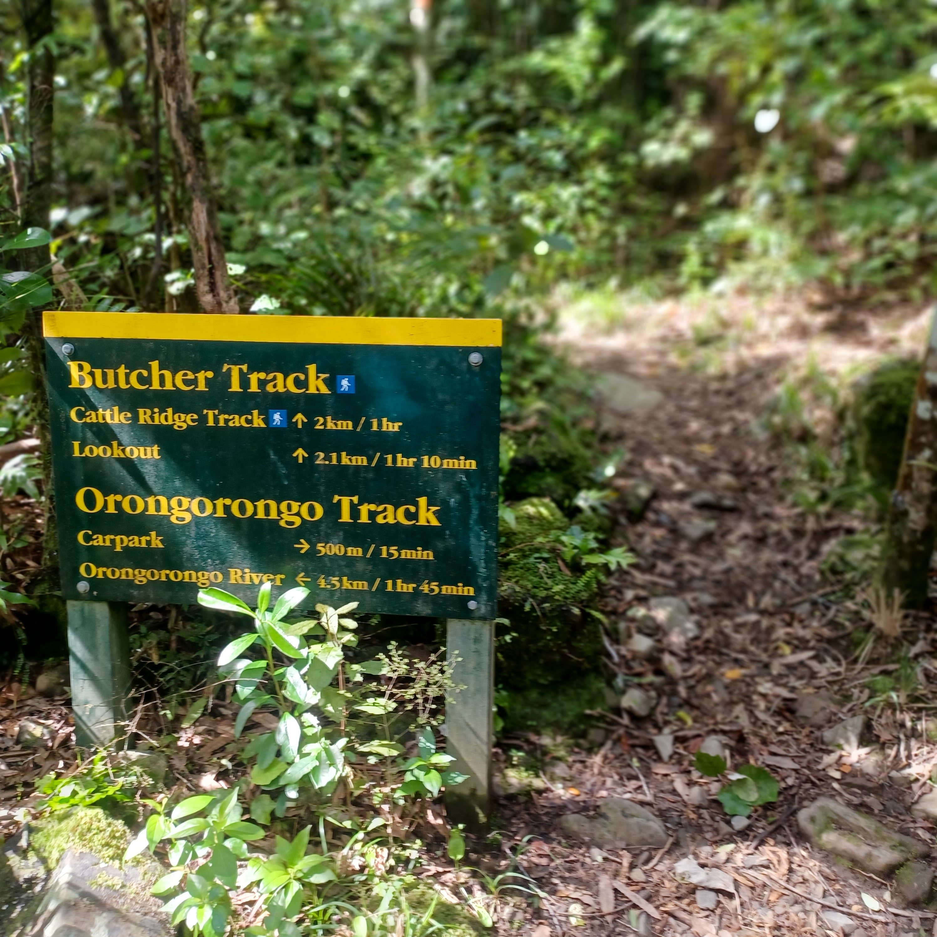 Ōrongorongo Track